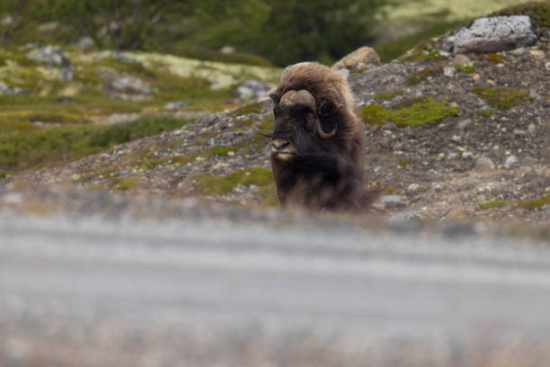 Two American Bison standing on the side of the road as part of a Bison jam in Yellowstone National Park, Wyoming.  T
