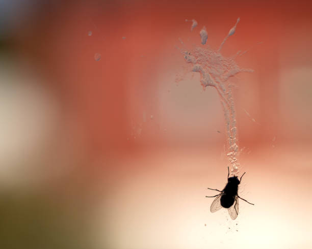 blowfly A killed fly leaves a stain on the window pane Shit Fly stock pictures, royalty-free photos & images