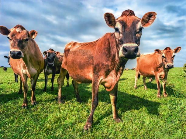istock Herd of curious cows in farmland 2168889198