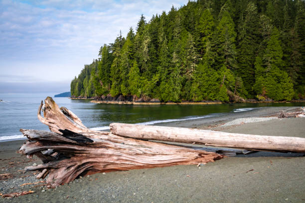 Pacheedaht Beach located in Port Renfrew is a popular west coast Vancouver Island travel destination.