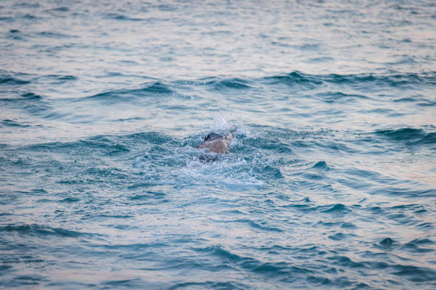 istock A man is swimming in Adriatic Sea. 2168892756