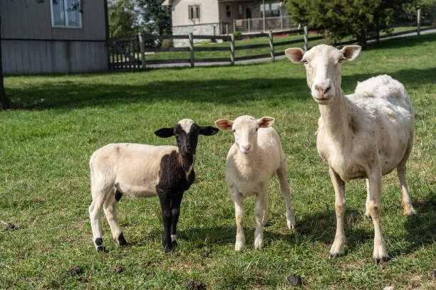 istock Mother Sheep with Two Lambs 2168892773
