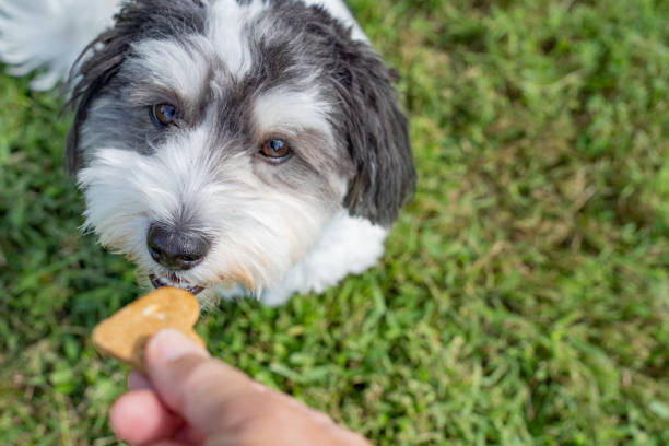 istock Havanese Dog Getting a Treat 2168892800