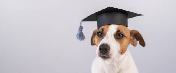istock Cute dog jack russell terrier in an academic cap on a white background. Copy space. 2168893549