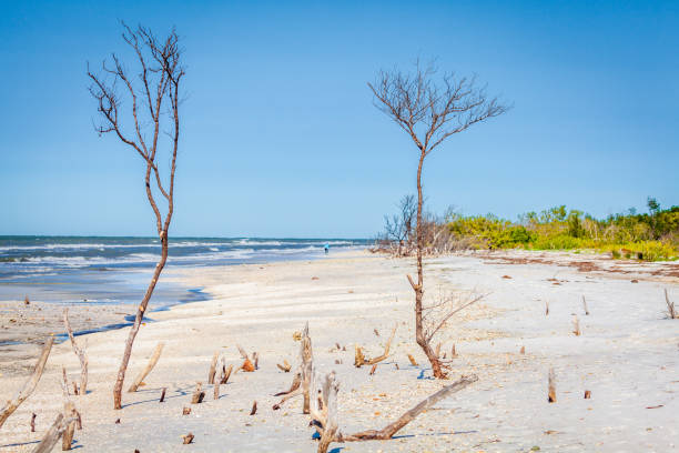 Dry trees and stumps on a beach in Fort DeSoto County Park in St. Petersburg, Florida