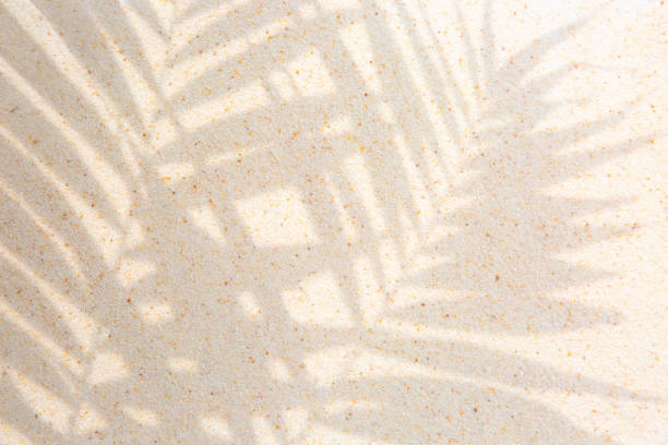 istock Palm leaves shadow over sand background 2168895757