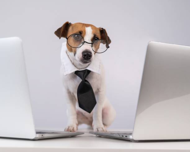 istock Jack Russell Terrier dog in glasses and a tie sits between two laptops on a white background. 2168896931