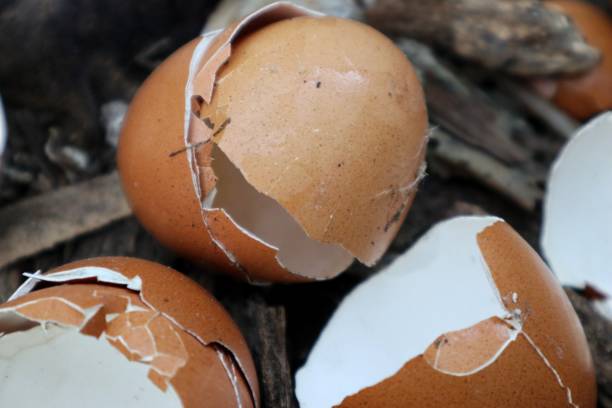 istock close up of chicken eggshell litter 2168900090