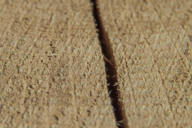 The structure of the surface of a tree with a crack in the macro image. Selective focus. Background image