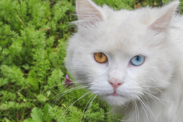 A white cat with eyes of different colors. One is orange and the other is blue. This phenomenon is called heterochromia