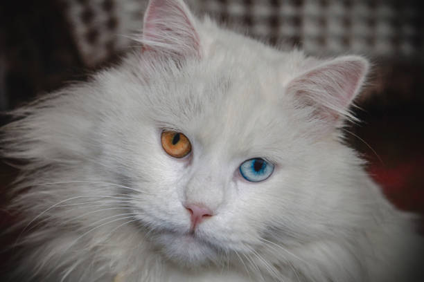 Fluffy white cat with blue and orange eyes close up