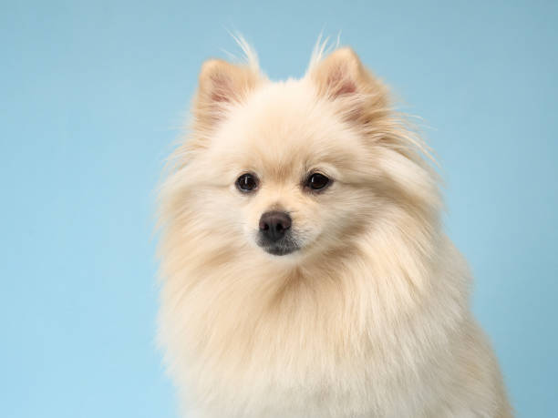 istock Fluffy Pomeranian on blue background 2168901121
