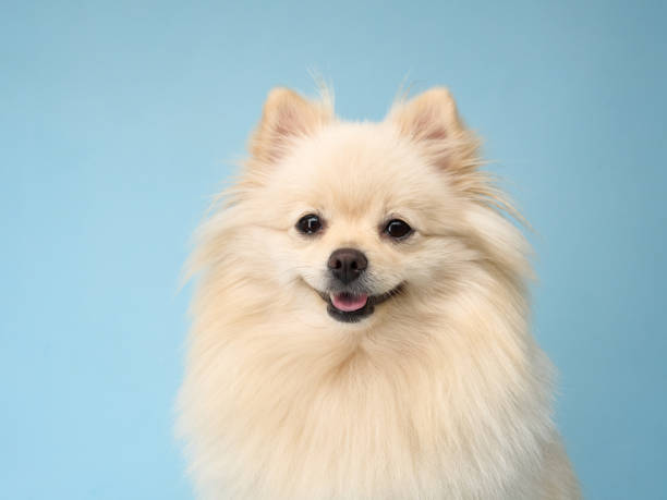 istock Smiling Pomeranian portrait 2168901130