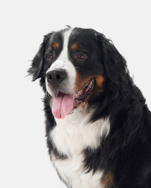istock Bernese Mountain Dog with Tongue Out 2168901136