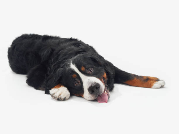 istock Lying Bernese Mountain Dog with Tongue Out 2168901138