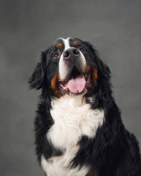 istock Bernese Mountain Dog with Tongue Out 2168901155