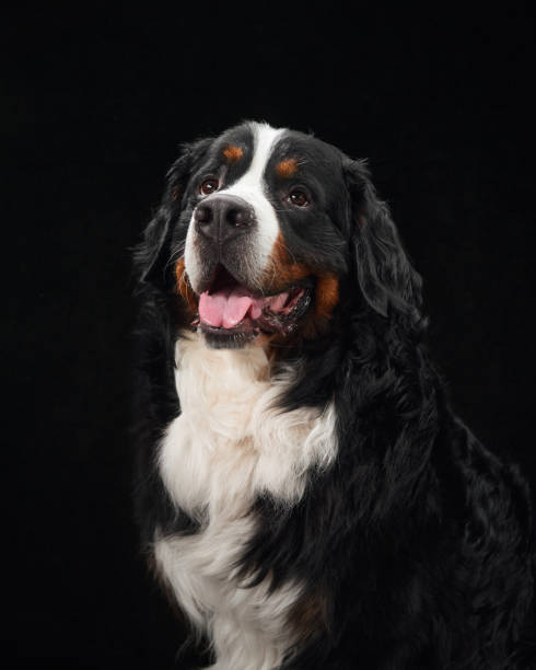 istock Bernese Mountain Dog with tongue out 2168901162