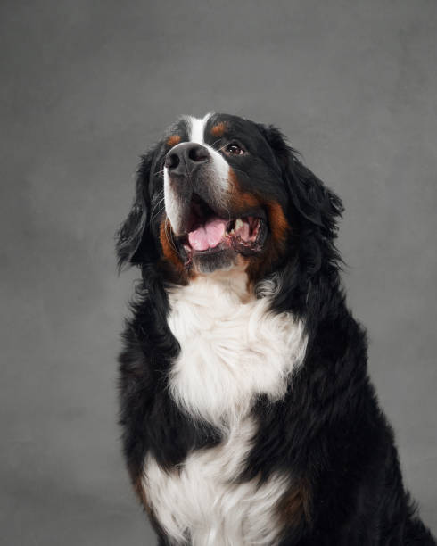 istock Sitting Bernese Mountain Dog on grey 2168901165