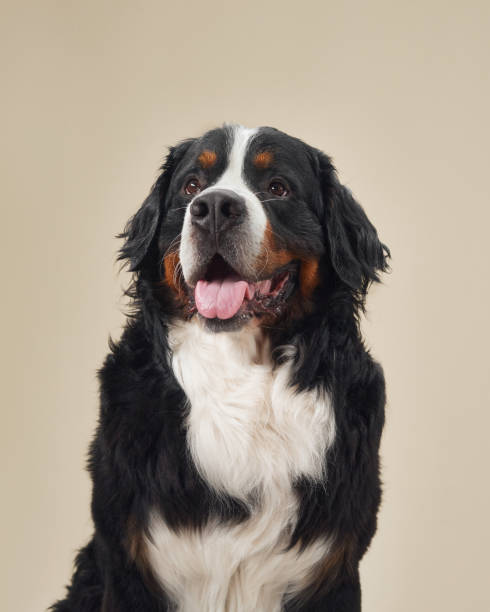 istock Bernese Mountain Dog sitting portrait 2168901169