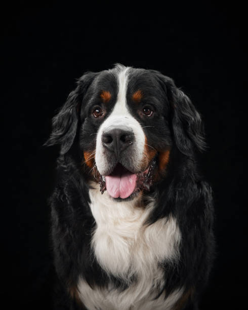 istock Calm Bernese Mountain Dog portrait 2168901171