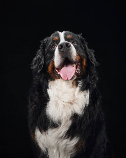 istock Happy Bernese Mountain Dog portrait 2168901177