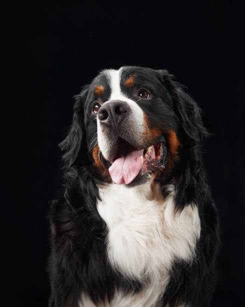 istock Side profile of Bernese Mountain Dog 2168901195