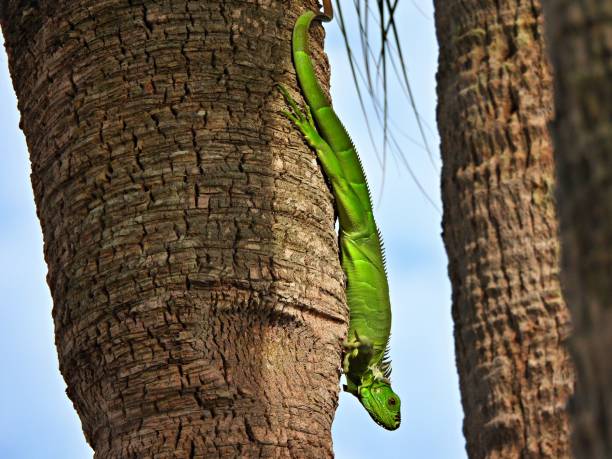 istock Green Iguana (Iguana iguana) - resting on a palm tree face down 2168901432