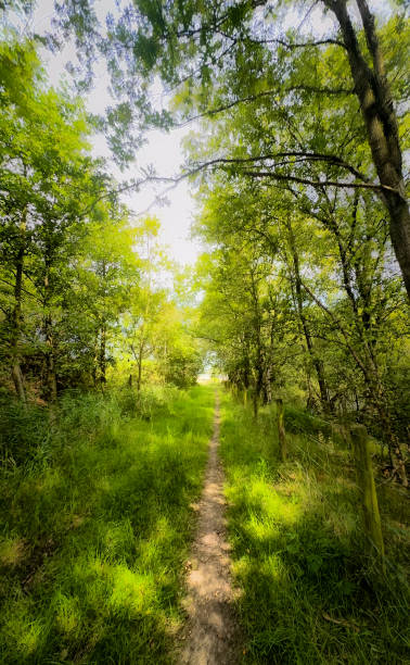 istock A Serene and Beautiful Forest Pathway Surrounded by Lush Greenery and Natures Wonders 2168901910