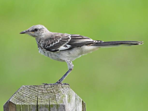 istock Northern Mockingbird (Mimus polyglottos) - immature, perched on a wood post 2168902437