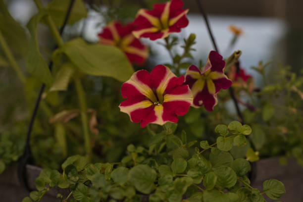 The bright red and yellow petunia is blooming with several other blooms in the background. There are lots of leaves and plants surrounding the petunias.