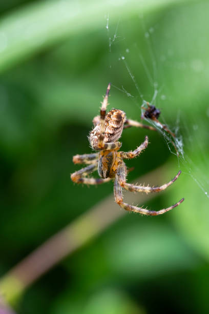 istock A european garden spider (araneus diadematus) enjoying a meal on its web. 2168903686