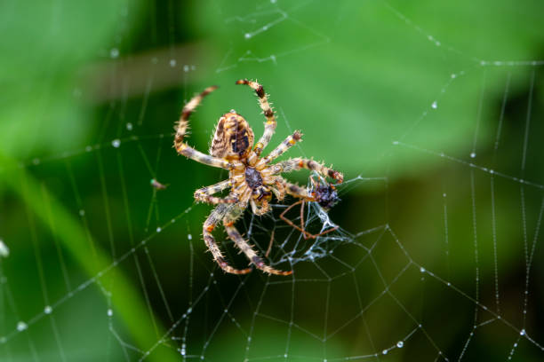 istock A european garden spider (araneus diadematus) enjoying a meal on its web. 2168904035