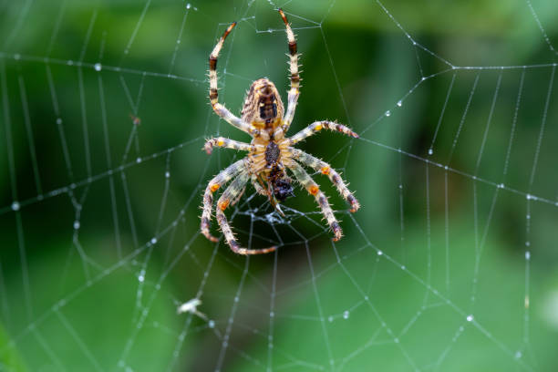istock A european garden spider (araneus diadematus) enjoying a meal on its web. 2168904036