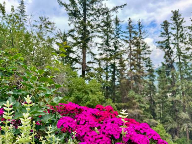 Bright Flowers Tall Pines Banff National Park Canada