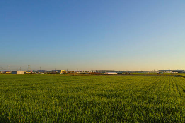 Rice field in the rays of the evening sun
