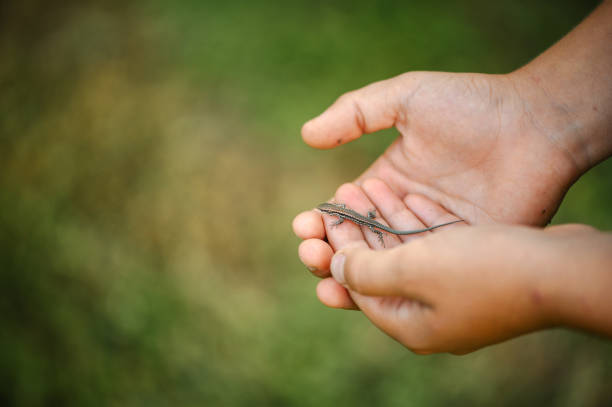 Young boy's hands in the garden holding small lizard