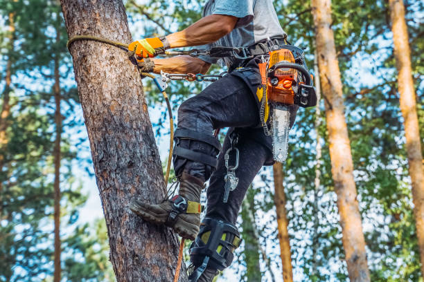 istock Tree surgeon, chainsaw Arborist working in the crown of a pine tree and cutting with a chainsaw. Adult man wearing full equipment 2168908859