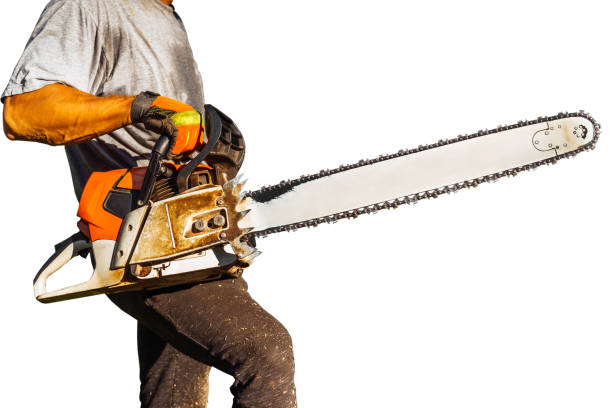 Cutting timber with chainsaw.