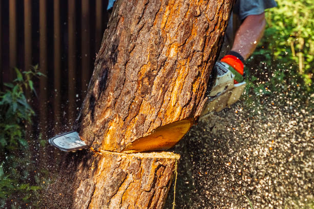 istock Utility worker cutting uprooted broken tree with sawn chainsaw after a violent storm 2168908903