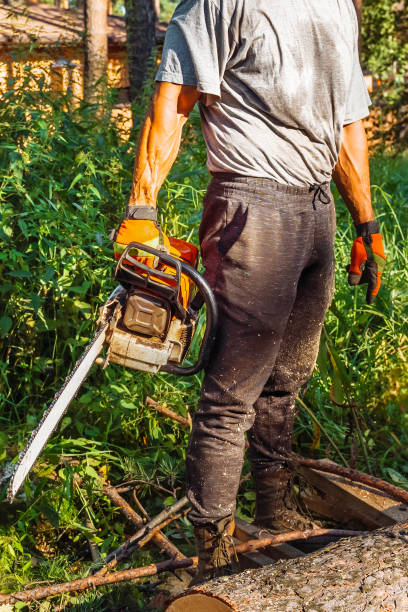 A man with a chainsaw in his hands is sawing trees, an arborist with a chainsaw planning cutting down a tree.