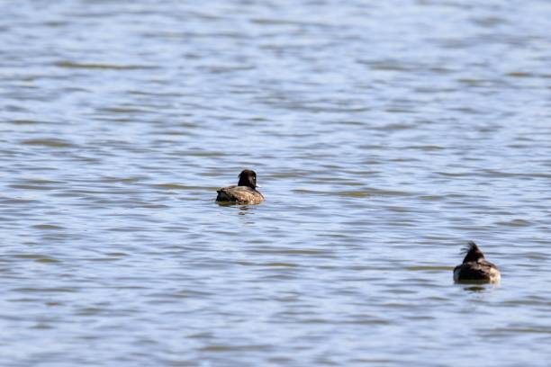 istock A Little Grebe Swimming Serenely on the Water 2168910687