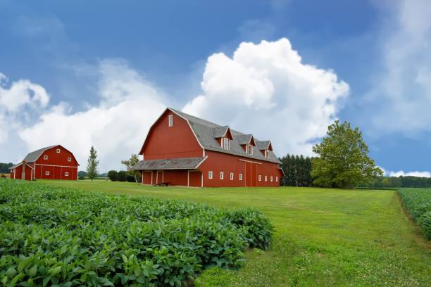Red Barns with Soy Bean Field- Miami County, Indiana