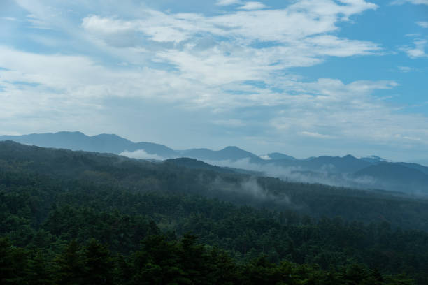 Ground fog rising from the forest