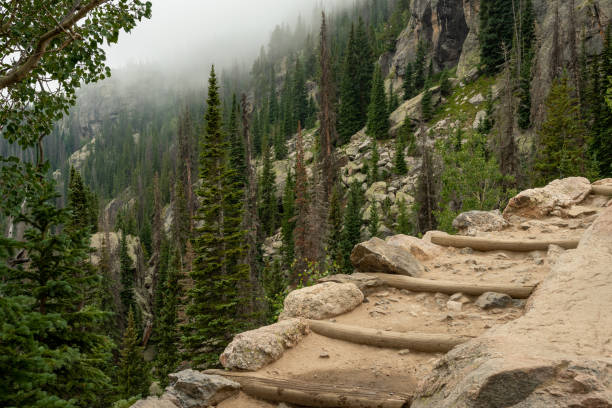 A winding trail of rustic wooden steps leads through a dense, mist-covered forest. Towering trees rise steeply on either side, creating a tranquil hiking environment.