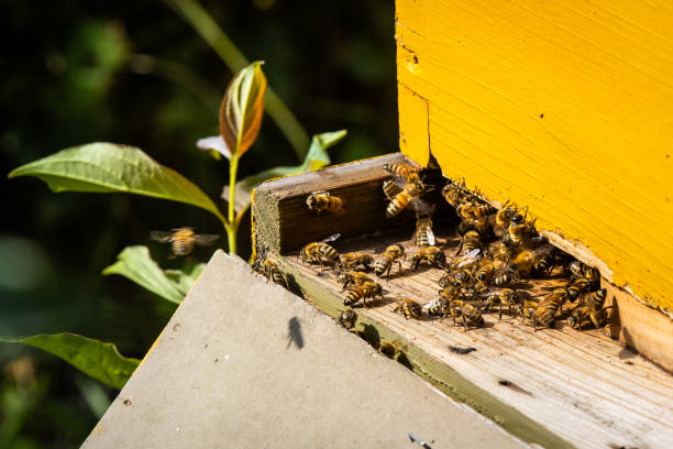 istock Honeybees close up at beehive entrance working 2168920543