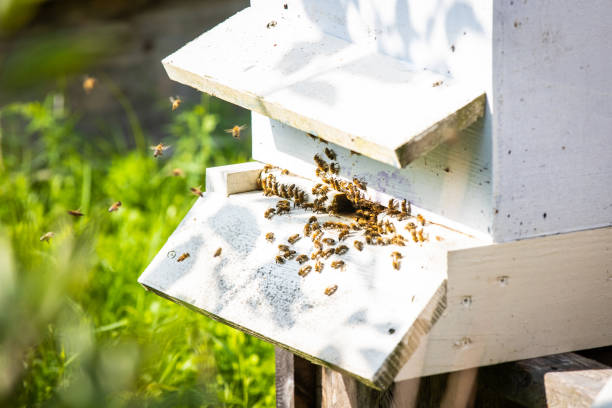 Honeybees close up at beehive entrance working at sunny summer day