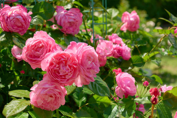 istock Pink roses in the sunlight 2168921241