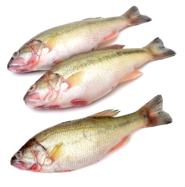 istock sea bass 2168922519