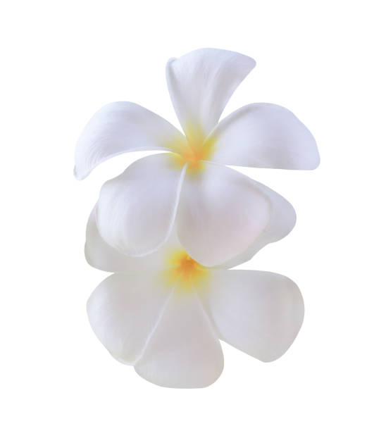 istock Plumeria or Frangipani or Temple tree flowers. 2168922617