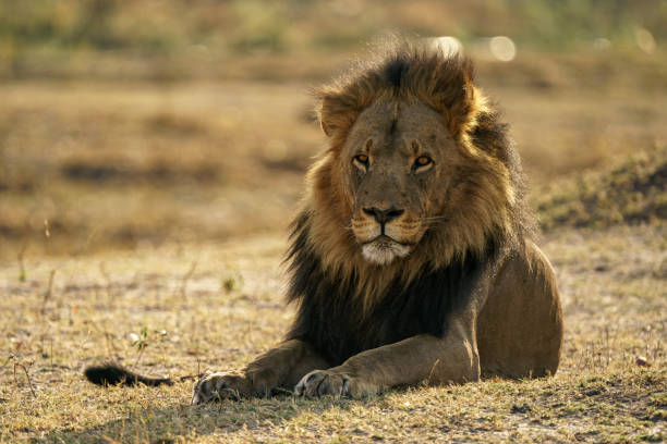 istock Male lion isolated 2168923163